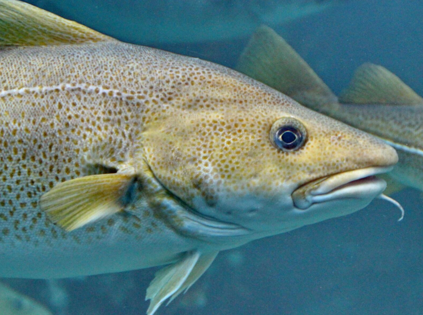 Wild fish